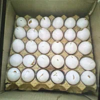 ده کارتن تخم مرغ شکسته  تازه