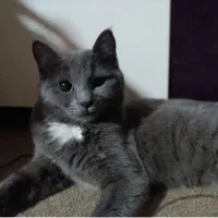 واگذاری گربه|گربه|شیراز, انجیره|دیوار