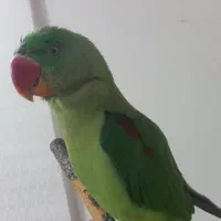 جوجه شاه طوطی نر رام|پرنده|همدان, |دیوار