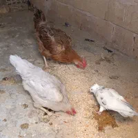 مرغ و خروس رسمی کفتر کاکلی|حیوانات مزرعه|حمیدیا, |دیوار