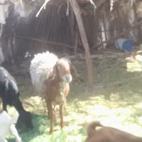 میش ۳ قلوزا