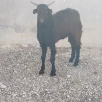 چکل خانگی نژاد خوب|حیوانات مزرعه|بیرم, |دیوار