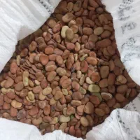 فروش باقله