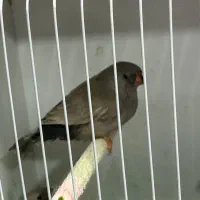 جوجه فنچهای خاص|پرنده|تهران, امامت|دیوار