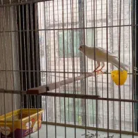 قناری.فنچ.نر.سفید.