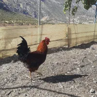 خروس محلی|حیوانات مزرعه|سروآباد, |دیوار