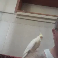 یک جفت عروس هلندی