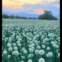 بذرپیاز سایروس مینروا ریو براو باضمانت نامه محضری