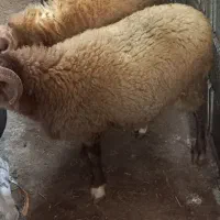 گوسفند نر خوراک خور