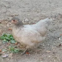 مرغ وخروس زینتی|حیوانات مزرعه|مشگین شهر, |دیوار