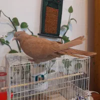 ماده زرد عطیقه