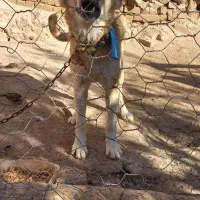 توله 8 ماهه نر