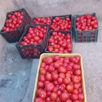 گوجه