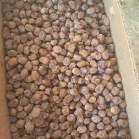 خرما برحی