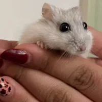 همستر کمپل وینتروایت جفت