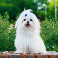 سگ خونگی فانتزی خ