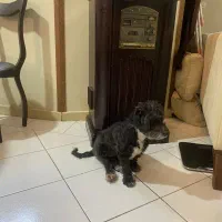 واگزاری سگ پاپی ماده