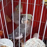 طوطی عروس های سالم سرحال بازیگوش|پرنده|رشت, باهنر|دیوار