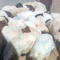 24راس بره نر و ماده