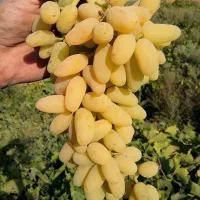 ارائه نهال میوه شناسه دار