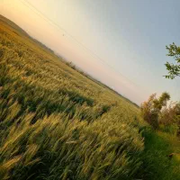 زمین-کشاورزی-12هکتار