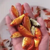 ماهی قرمز و گلفیش|ماهی|اصفهان, ارزنان|دیوار