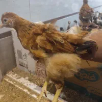 جوجه رسمی کاکلی و گلپایگانی ۲.۵ ماهه