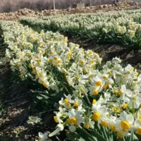 گل نرگس|گل و گیاه طبیعی|آزادشهر, |دیوار