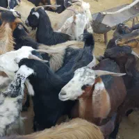 قیمت جفتی 17