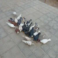 ۳۱ کفتر همه نمونه.