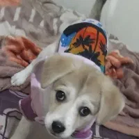 واگذاری سگ اشپیتزپامر