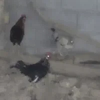 فروش‌خروس‌عربی