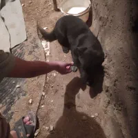 توله‌ی پا کوتا خانگیی|سگ|قروه, |دیوار