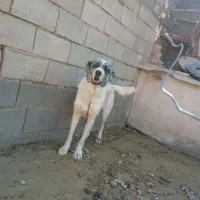 سگ گله ای|سگ|قائن, |دیوار