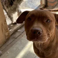 سگ پیتبول|سگ|کرج, کیانمهر|دیوار