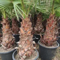 فروش پالم واشنگتن تنه یک متری