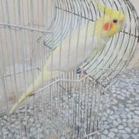 عروس ماده دو ساله آماده جفت