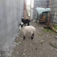 بره  و کهره  نر