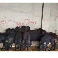 بره ماده.شیشک.گوسفند