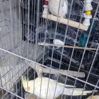 عروس هلندی نر و ماده|پرنده|تهران, والفجر (افسریه)|دیوار