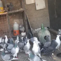 دمگیر جفتی ۴۵۰ تومان