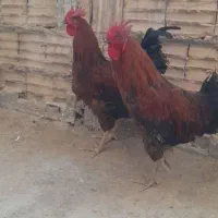 ۲عدد خروس محلی
