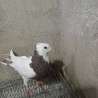 ۷ عدد کبوتر طوقی