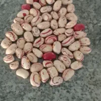 لویبا چی تی ۷۰ روزه پاکوتا