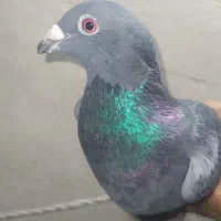 سبز آلمانی ماده