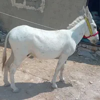 الاغ