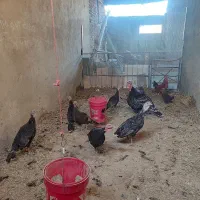 بوقلمون فروشی