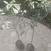 حراج درخت مرکبات جهرم