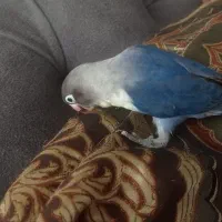 معاوضه کوتوله