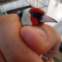 سره نر ماده|پرنده|قم, شاه ابراهیم|دیوار